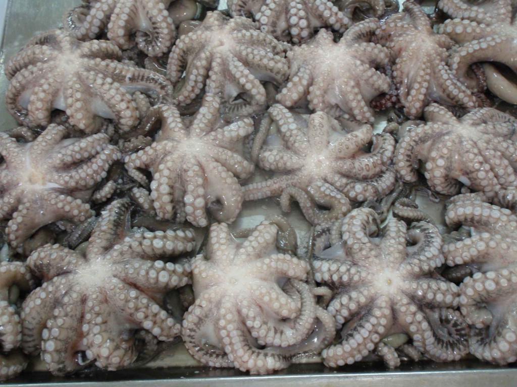 Flower octopus